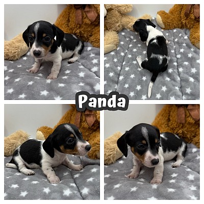 Piebald dachshund puppy