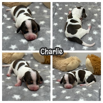 Miniature dachshund puppy puppies for sale Texas