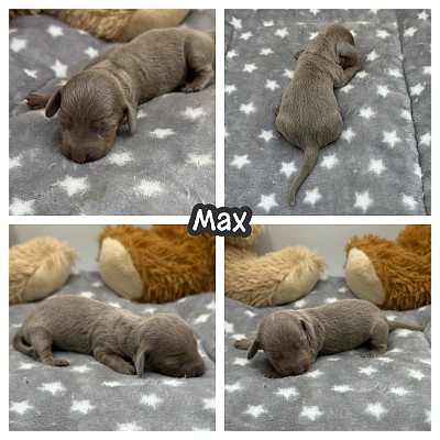 Dachshund breeder Texas near me puppy puppies