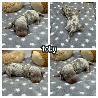 Dachshund puppies for sale Dallas Fort Worth Austin Houston San Antonio