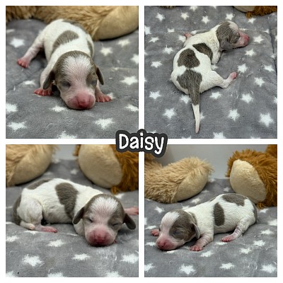 Dachshund breeder Texas puppies for sale