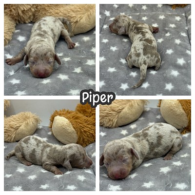 Mini dachshund puppies puppy sale Texas near me