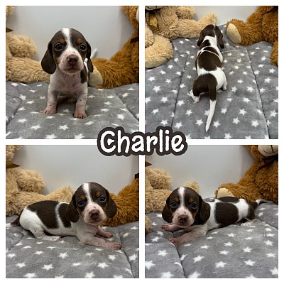 Miniature dachshund puppy puppies for sale Texas