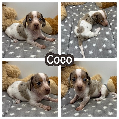 Dapple dachshund puppies for sale texas
