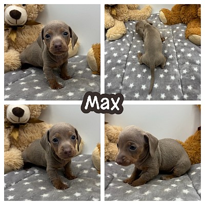 Dachshund breeder Texas near me puppy puppies