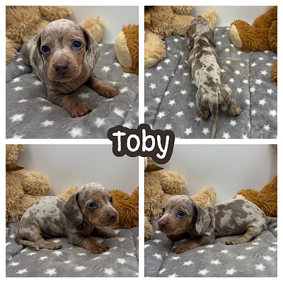 Dachshund puppies for sale Dallas Fort Worth Austin Houston San Antonio