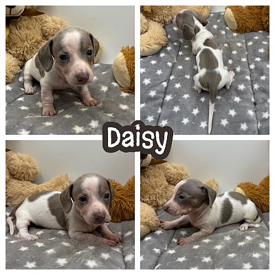 Dachshund breeder Texas puppies for sale