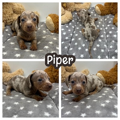 Mini dachshund puppies puppy sale Texas near me