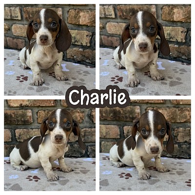 Miniature dachshund puppy puppies for sale Texas