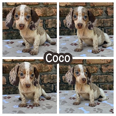 Dapple dachshund puppies for sale texas