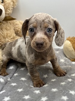 Dapple dachshund puppies