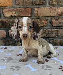Miniature dachshund puppy Texas