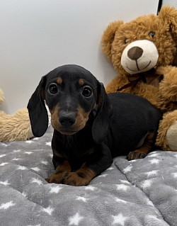 Miniature dachshund puppy near me