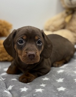 Dachshund puppy Fort Worth dallas