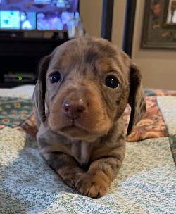 Dachshund puppy Austin Houston San antonio