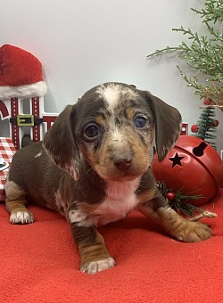Miniature Dachshund puppy puppies for sale Texas