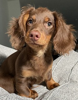 Longhair miniature dachshund puppy puppies