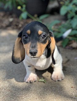 Piebald dachshund puppies puppy