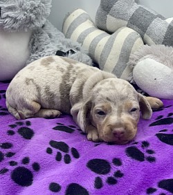 Isabella dachshund puppy