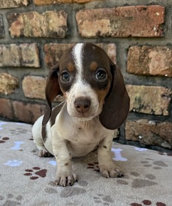 Chocolate Piebald dachshund puppy puppies