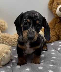 Silver black and tan dapple dachshund puppy puppies