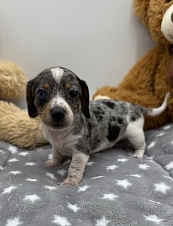 Dapple dachshund puppy