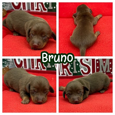 Dachshund puppies for sale near me