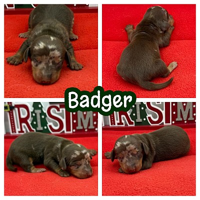 Miniature dachshund puppy puppies Texas