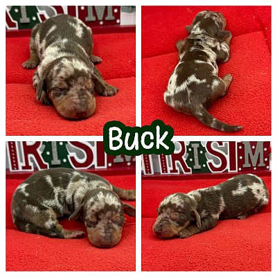 Dachshund breeder Texas