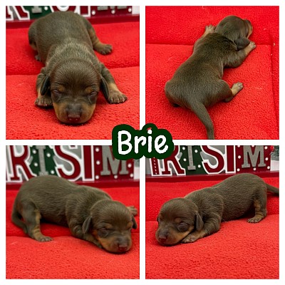 Dapple Dachshund puppies for sale Fort Worth dallas