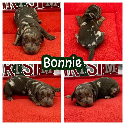 Chocolate dachshund puppy puppies for sale Texas