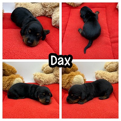 Miniature dachshund puppies for sale Texas