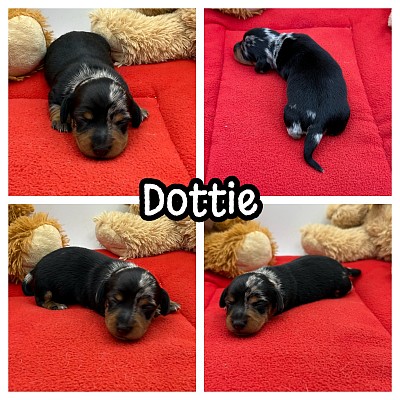 Dapple dachshund puppy puppies miniature texas