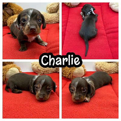 Dapple dachshund puppies puppy