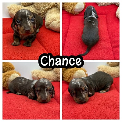 Chocolate dapple dachshunds for sale
