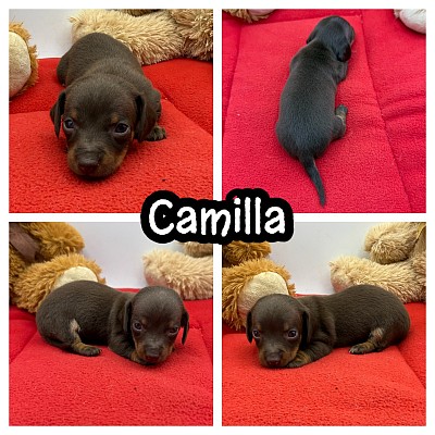 Chocolate and tan miniature dachshund for sale Texas