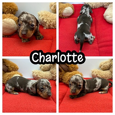 Dapple dachshund sale Dallas Fort Worth Texas