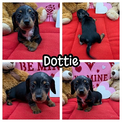 Dapple dachshund puppy puppies miniature texas