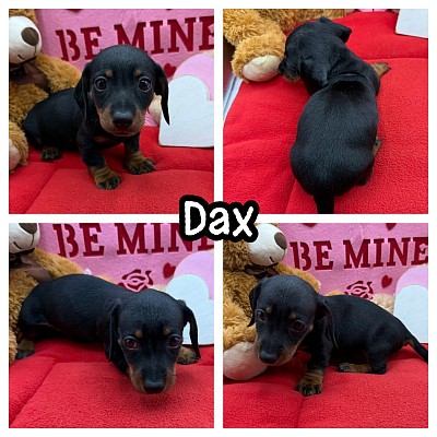 Miniature dachshund puppies for sale Texas
