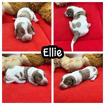 Dapple dachshund puppy puppies miniature texas