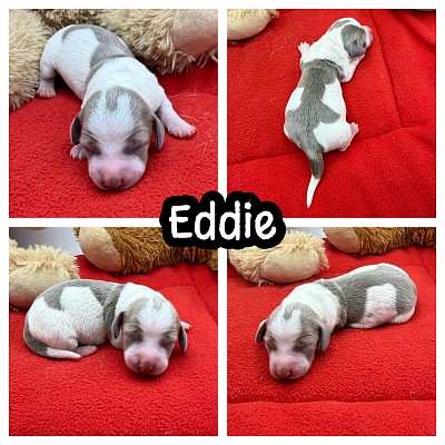 Miniature dachshund puppies for sale Texas