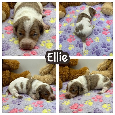 Dapple dachshund puppy puppies miniature texas