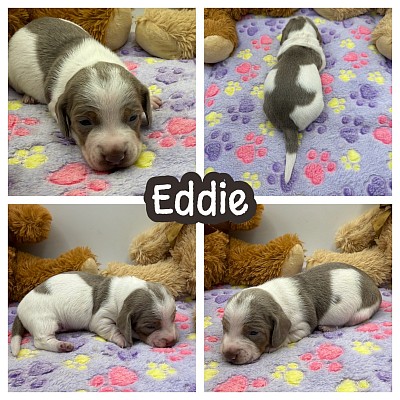 Miniature dachshund puppies for sale Texas