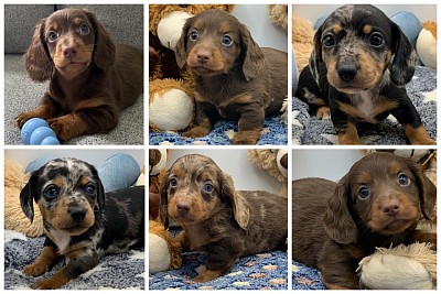 Dachshund puppies
